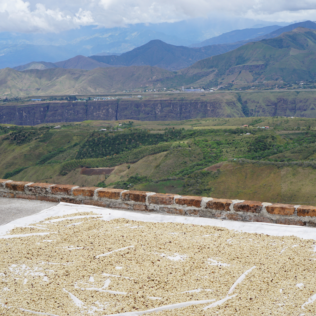 Colombia Diego Lopez Decaf