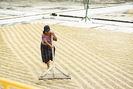 What is Single Origin coffee? Why different origins taste different.