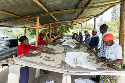 Single-farm coffee is rare in Rwanda