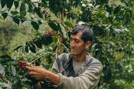 What is Gesha coffee and why it is so talked about