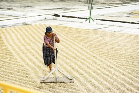 Washed Coffees
