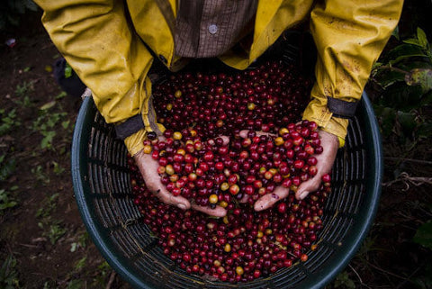 Natural Coffees