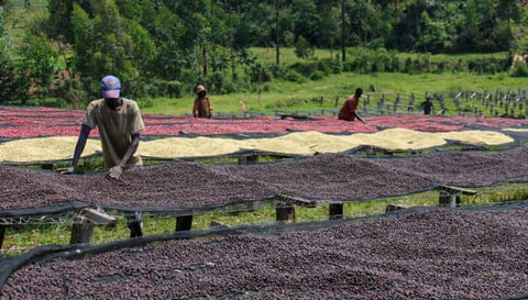 Burundi Masha Washed