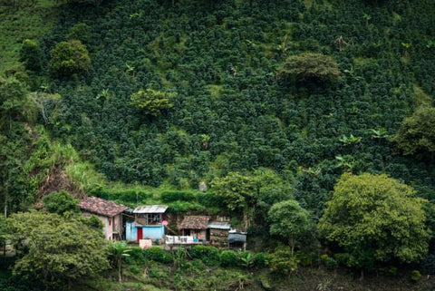 Colombia Elkin Guzman Honey