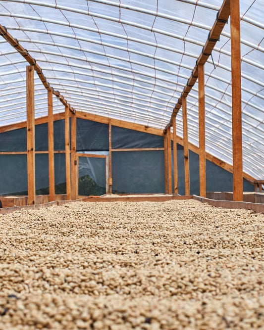 Honduras Finca El Colibri Natural