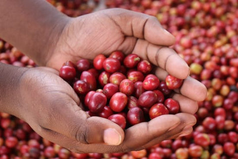 Kenya Gakundu Washed