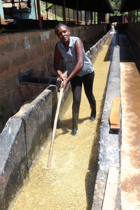 Kenya Gakundu Washed