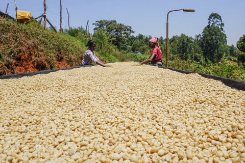 Kenya Kii Peaberry Washed