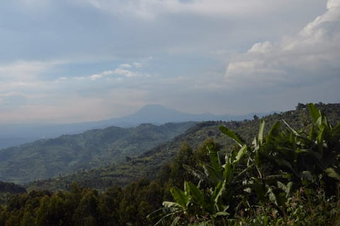 Rwanda Kigeyo Washed