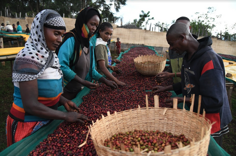 Ethiopia Jabanto Washed