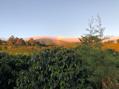 Costa Rica Volcan Azul Java Anaerobic Natural
